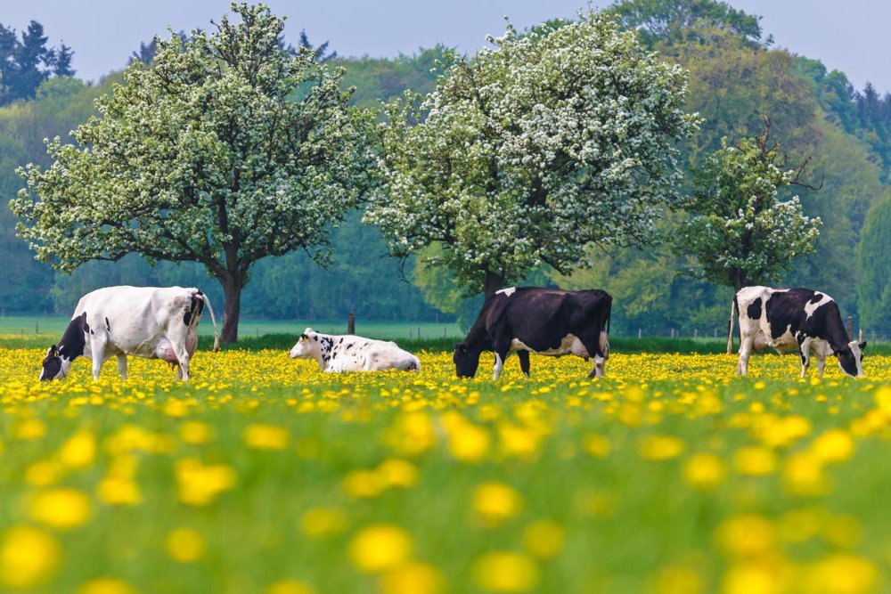 Панорама зеленого поля с коровами