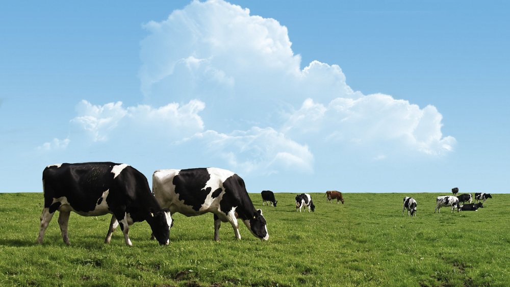 Коровы в поле