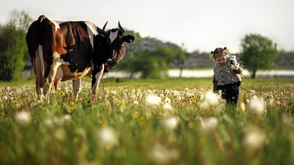 Коровы на лугу
