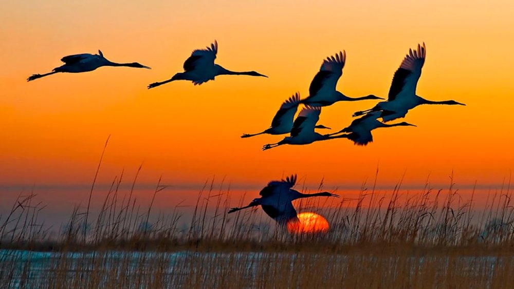 Перелётные птицы журавлиный Клин