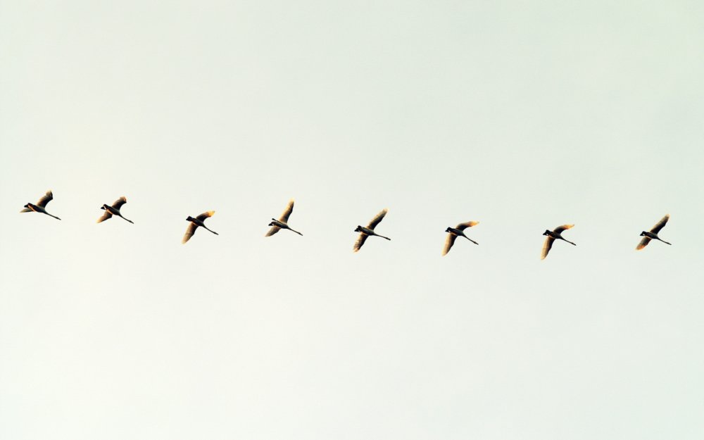 Вереница перелетных птиц