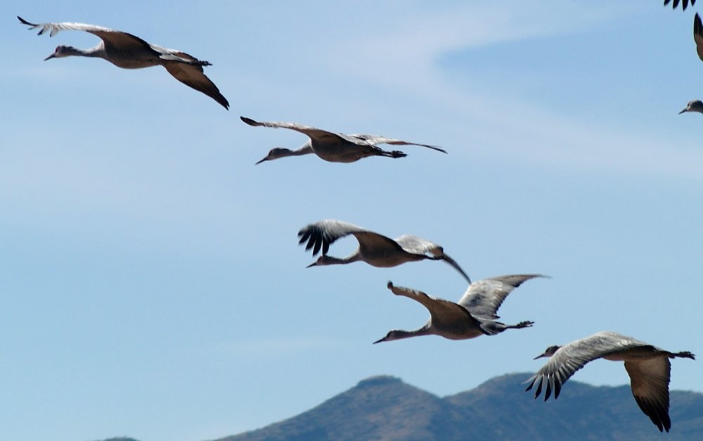 Журавли в горах