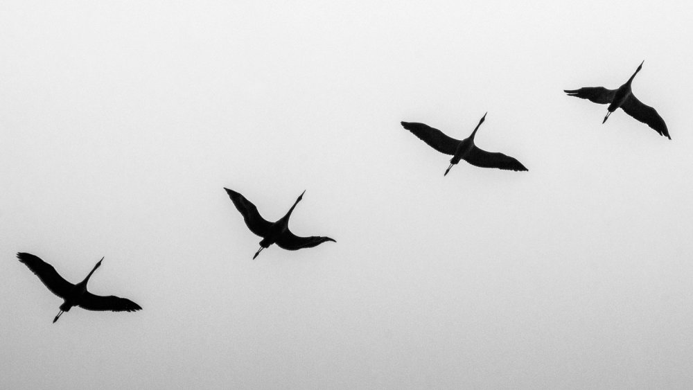 Птицы улетают на черном фоне