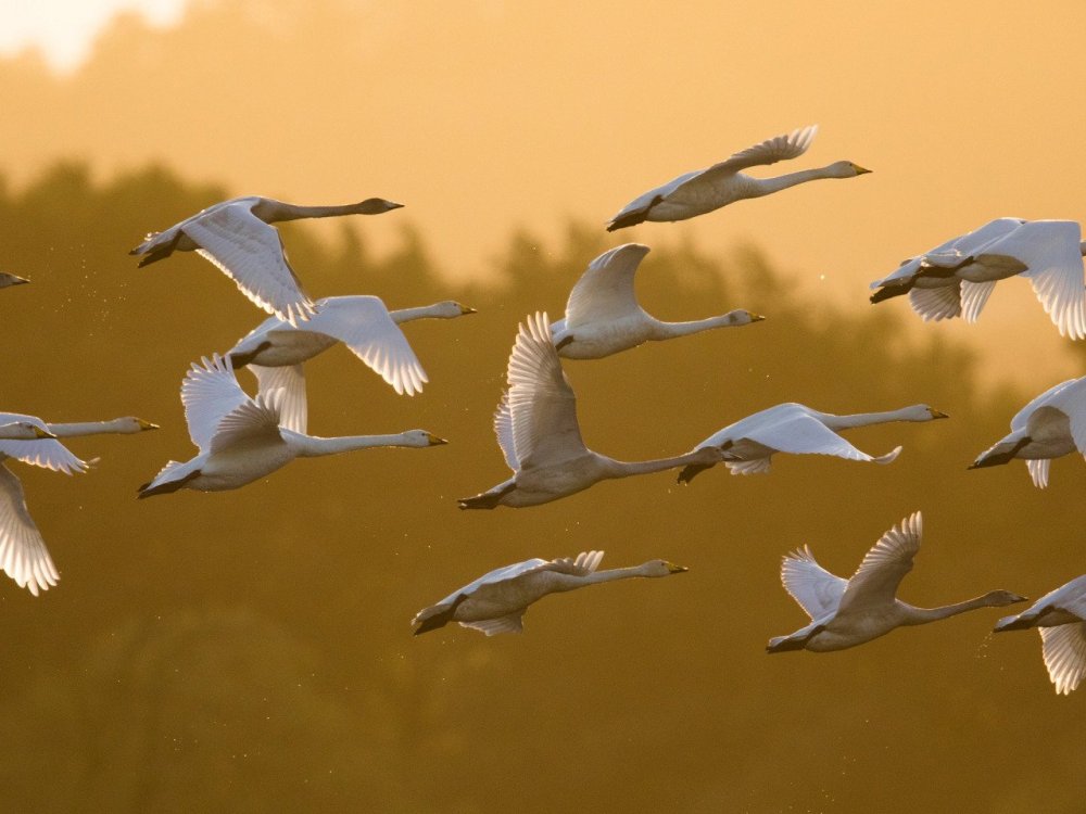 Гуси перелетные птицы Клин