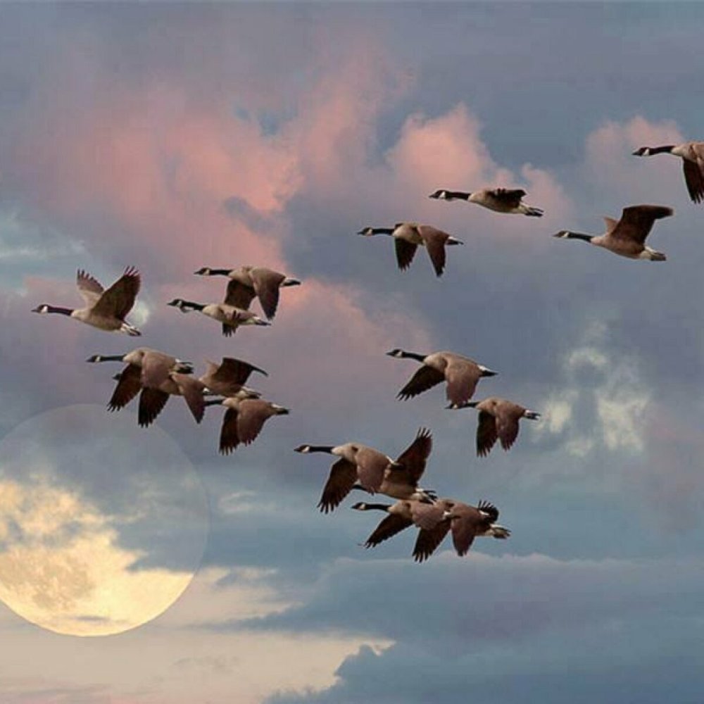 Силуэты птиц в небе