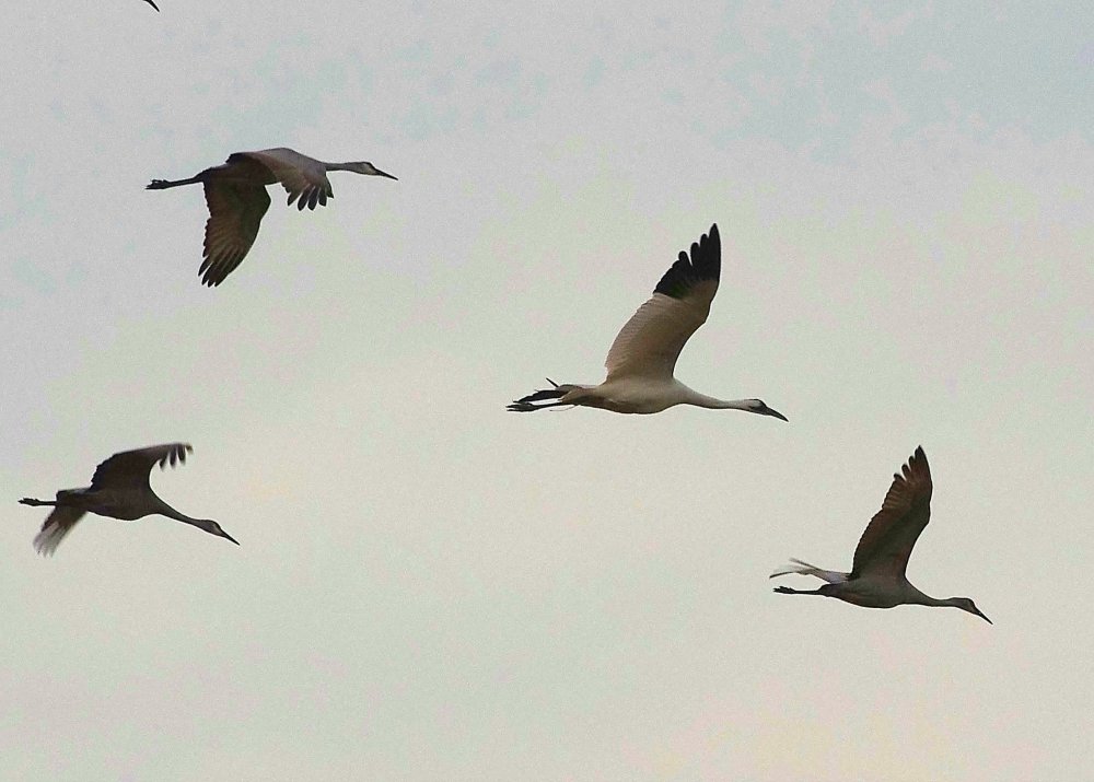 Изображение летящего журавля