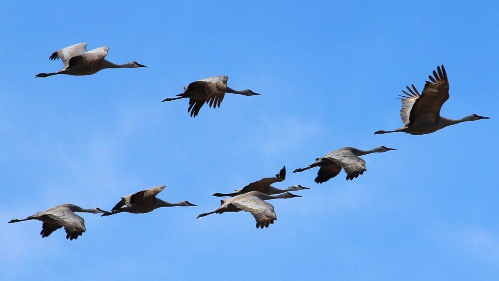 Гуси перелетные птицы Клин