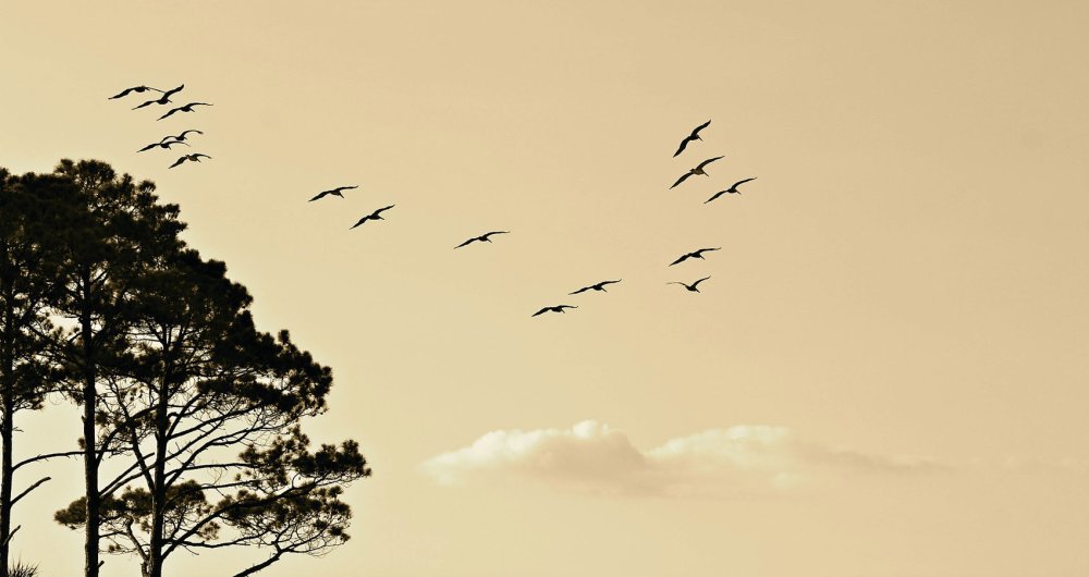 Журавль по небу символ