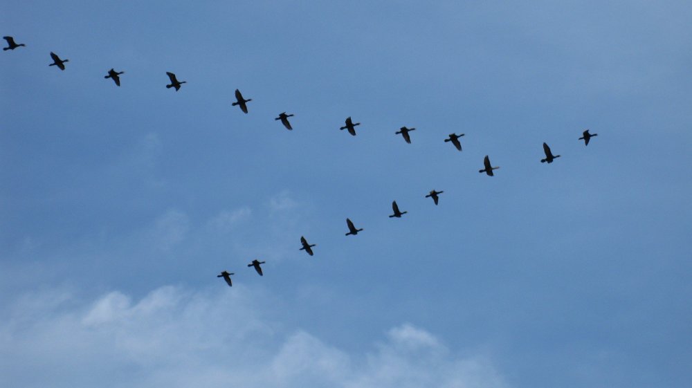 Перелетные птицы улетают на Юг