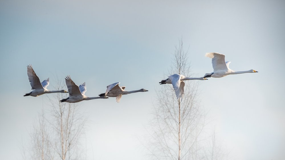 Летят Журавли