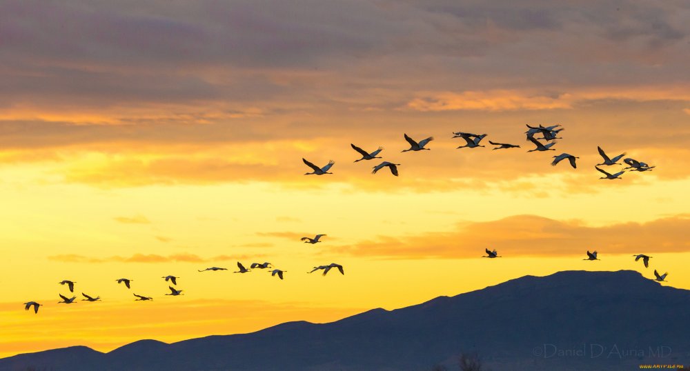 Клин журавлей