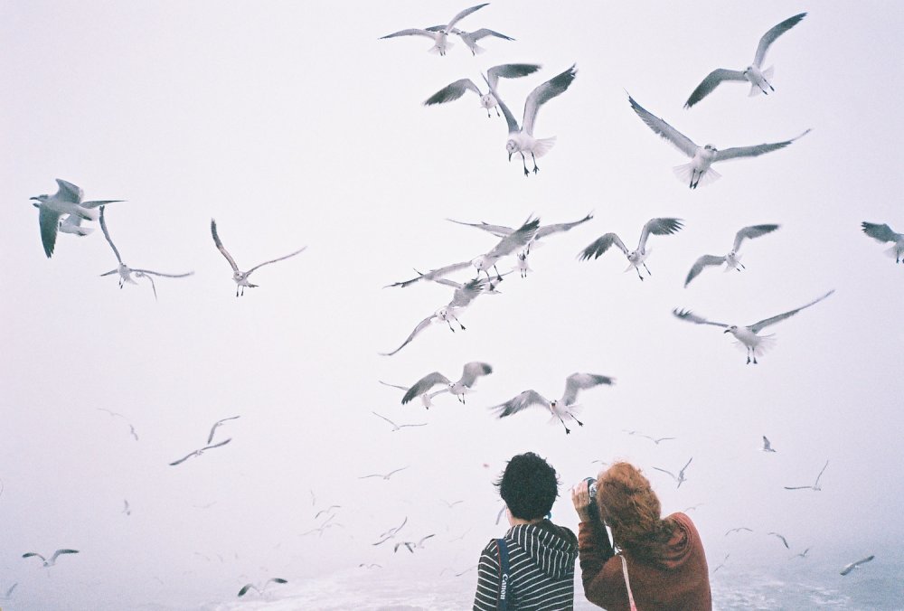 Улетающие птицы Эстетика