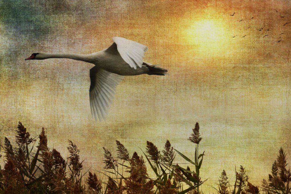 Белый журавль в полете