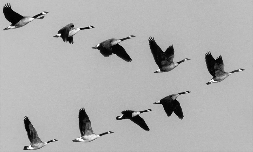 Перелетные птицы Клин косяк