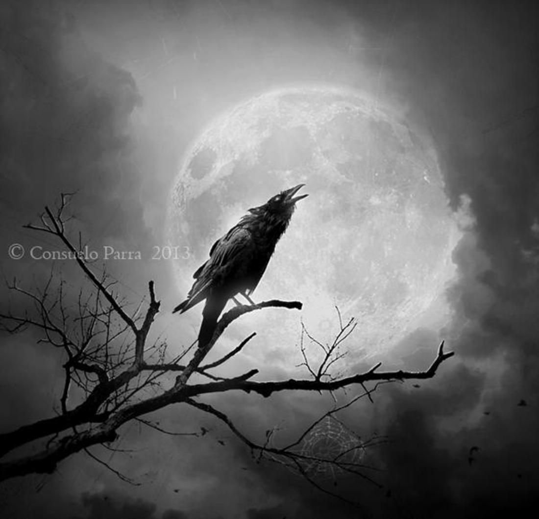Night crows вороны. Мрачные птицы. Ворон на ветке. Ворон ночью. Мрачный ворон.