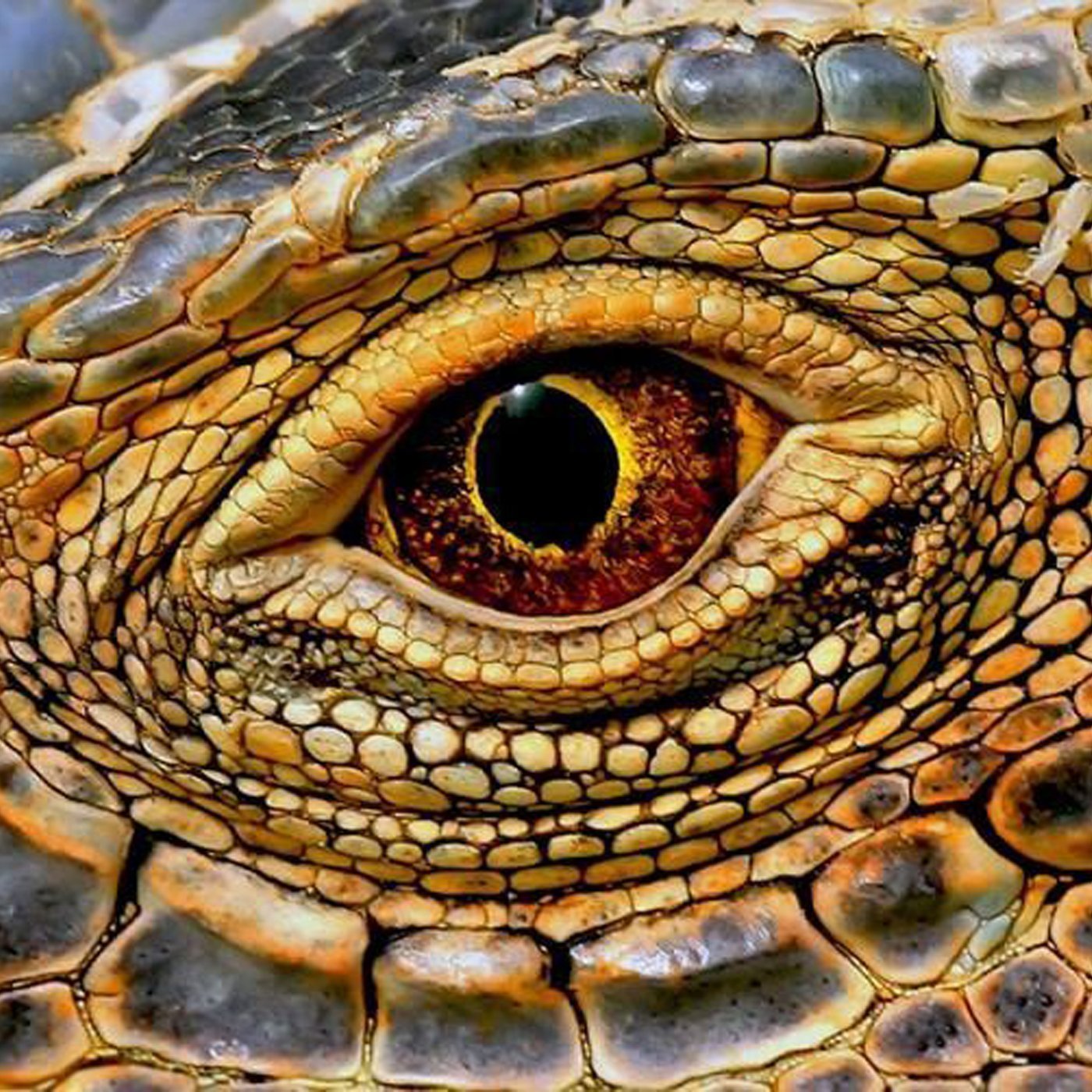 Глаз крокодила (54 фото)
