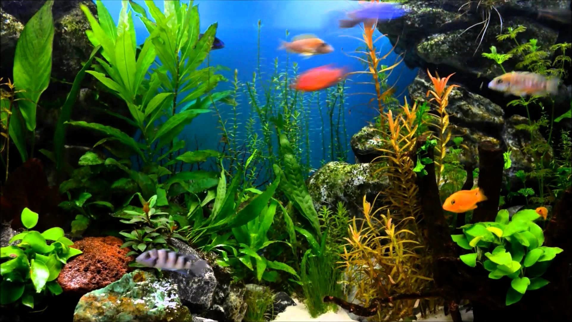 Рыбки аквариум обои. Обои аквариум. Рыбки для аквариума. Живые обои аквариум. Красивые рыбки для аквариума.