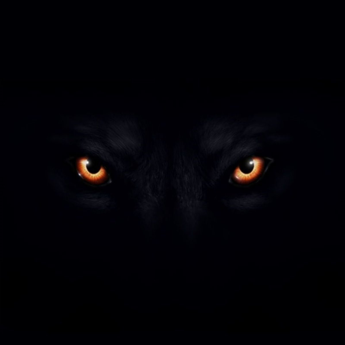 Волк светятся глаза. Глаза волка в темноте. Взгляд волка. Глаза волка на черном фоне. Волчьи глаза на черном фоне.
