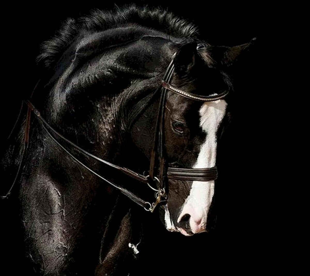 Лошадь на черном фоне. Лошадь черный. Лошади Эстетика. Черная лошадь на черном фоне.
