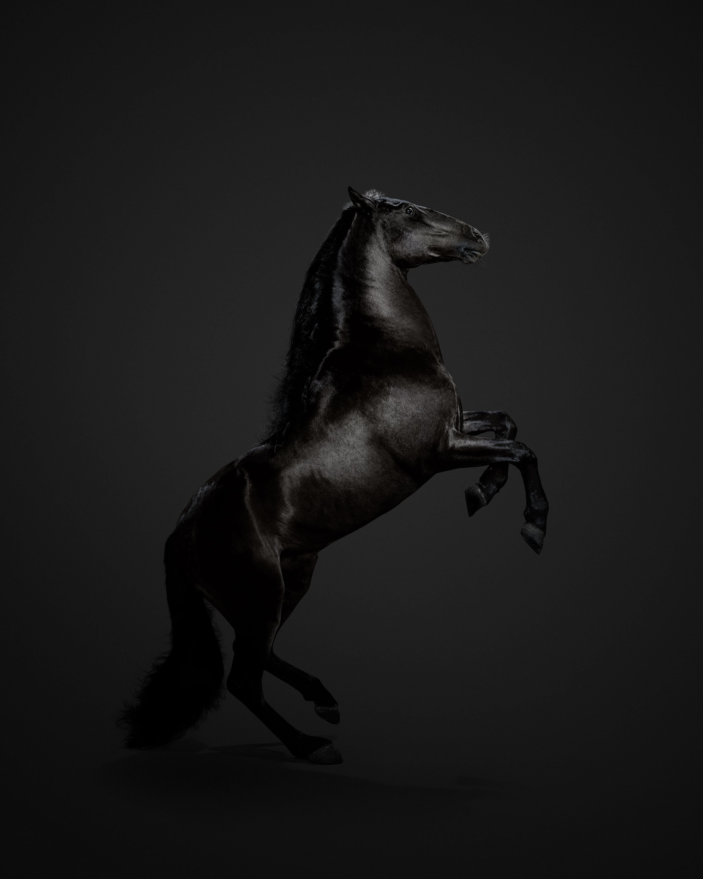 Лошадь на черном фоне. Конь на черном фоне. Лошадь черный. Черный конь на черном.