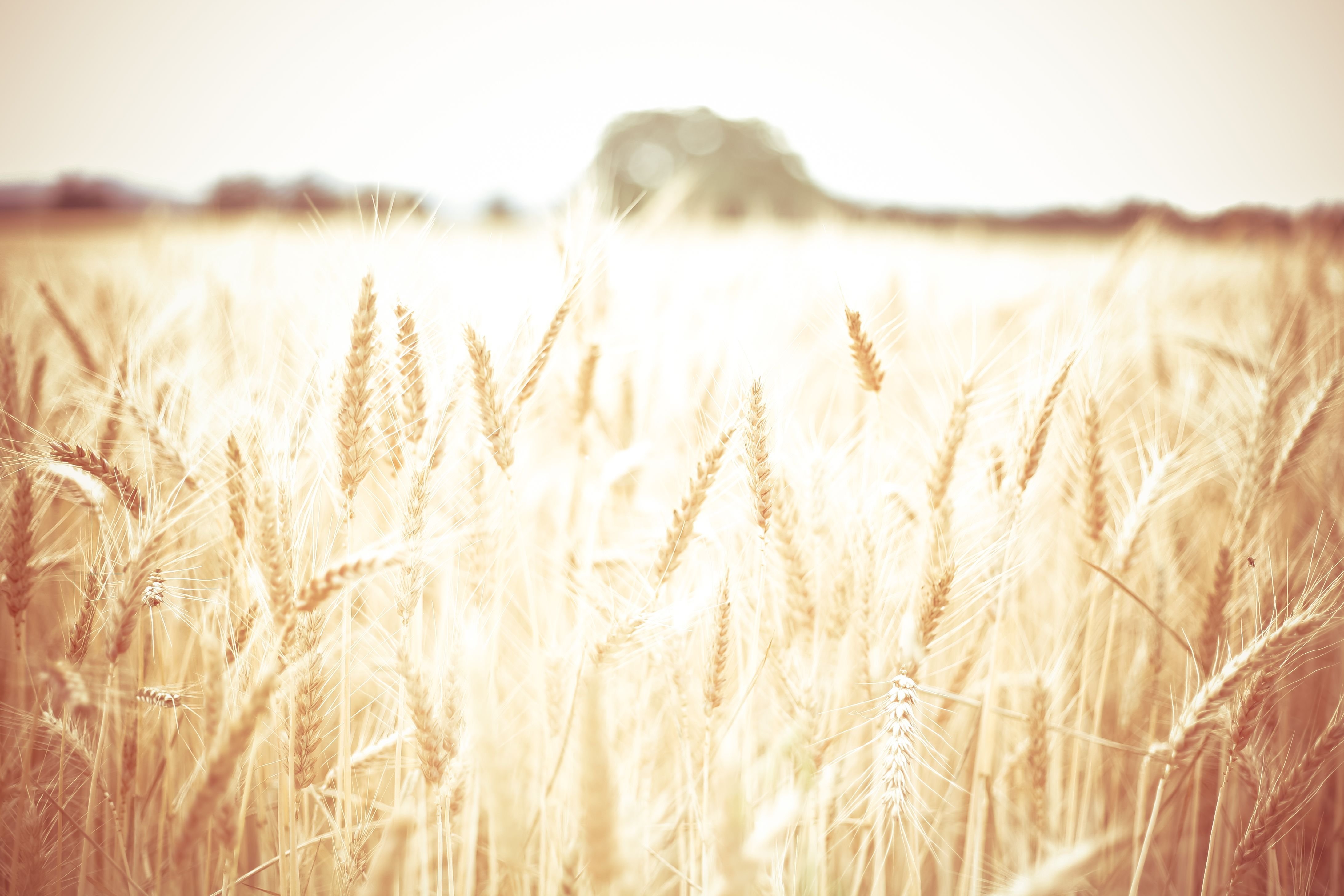 Пшеничный фон. Поле пшеницы. Поле с колосьями пшеницы. В поле. Сельское хозяйство.
