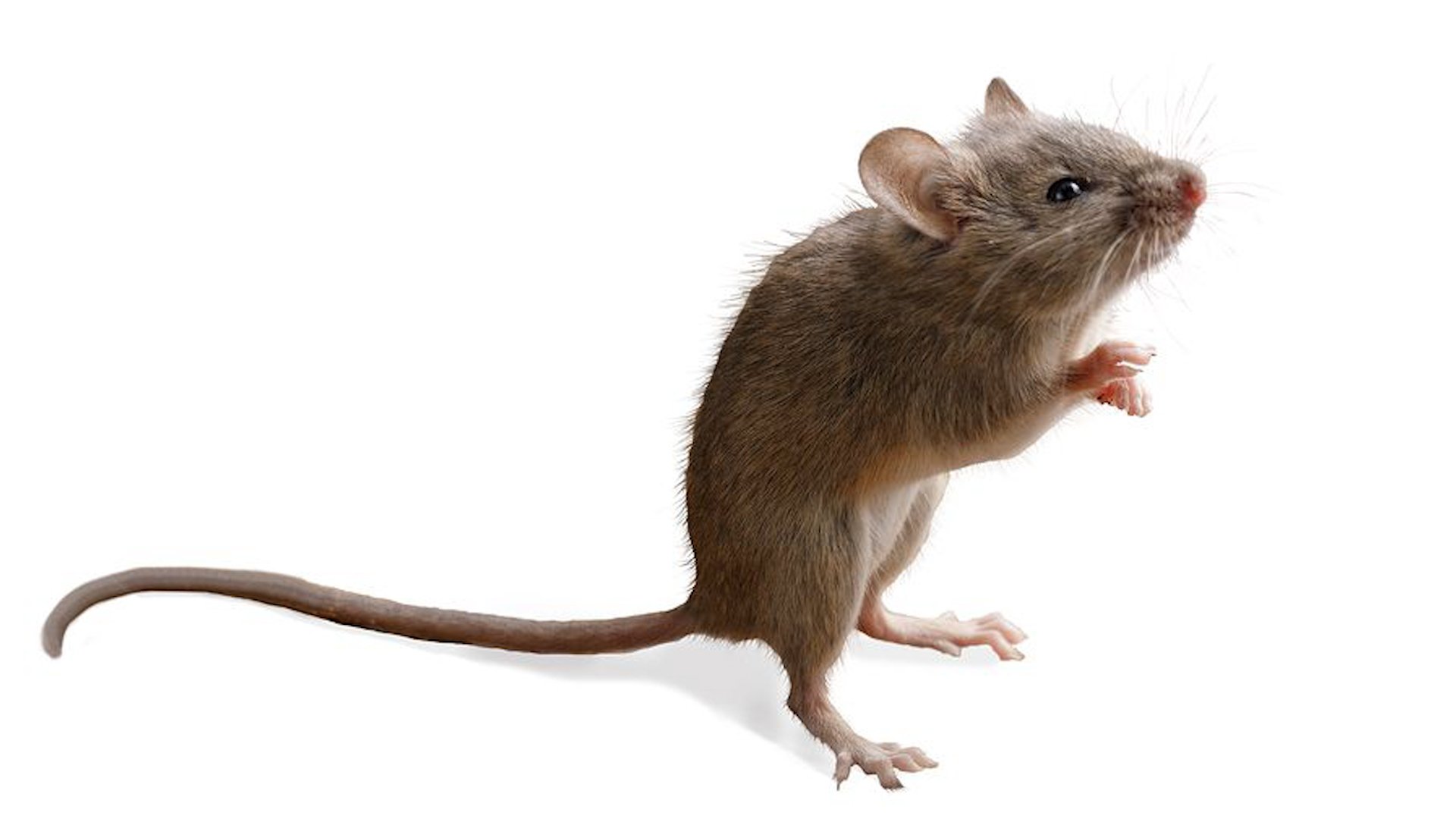 Ноги мыши. Бесхвостая крыса Манкс. Мышка на задних лапах. Мышь на белом фоне.