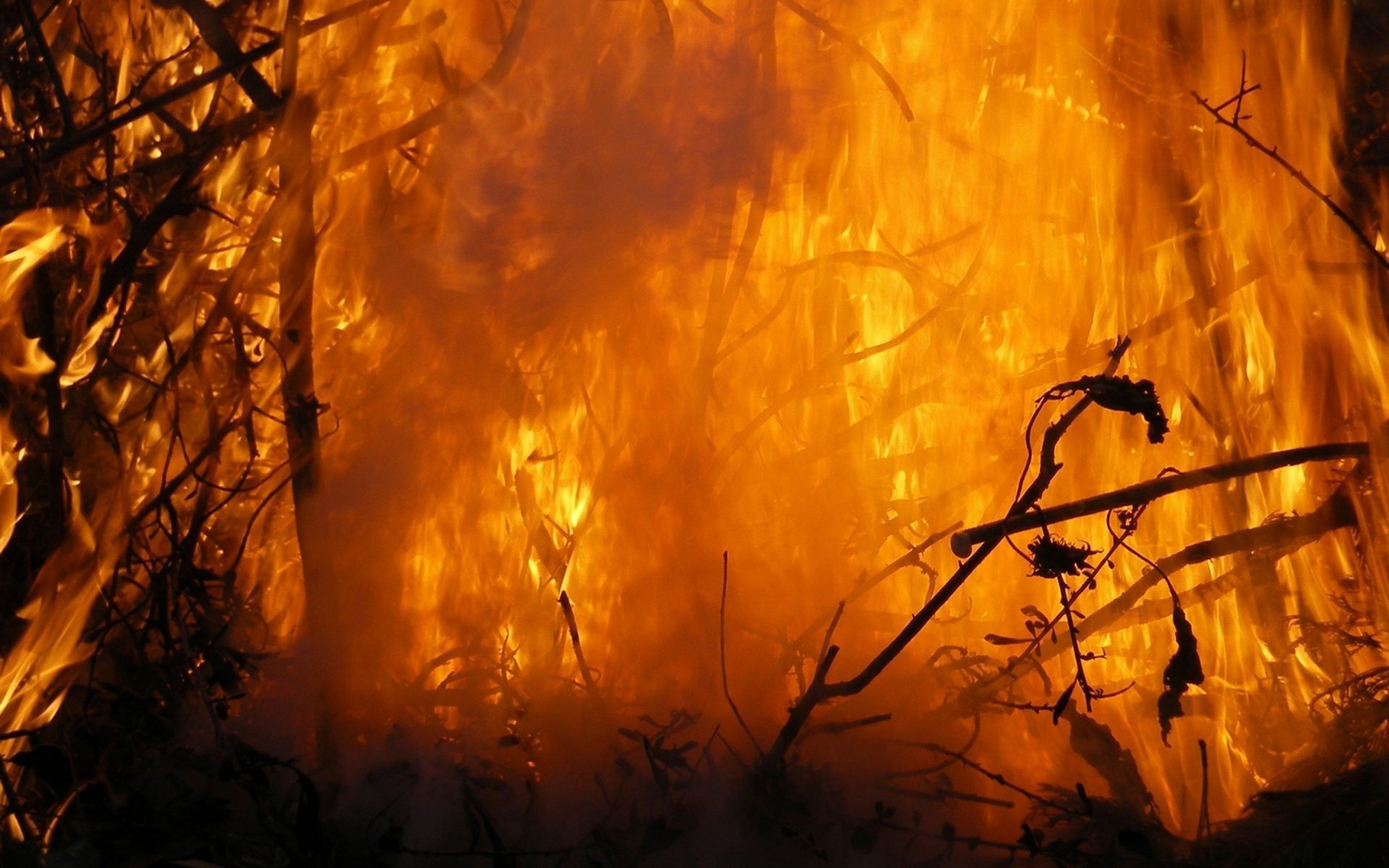 Горение экрана. Пожар в лесу. Огонь фон. Горящий лес. Текстура огня.