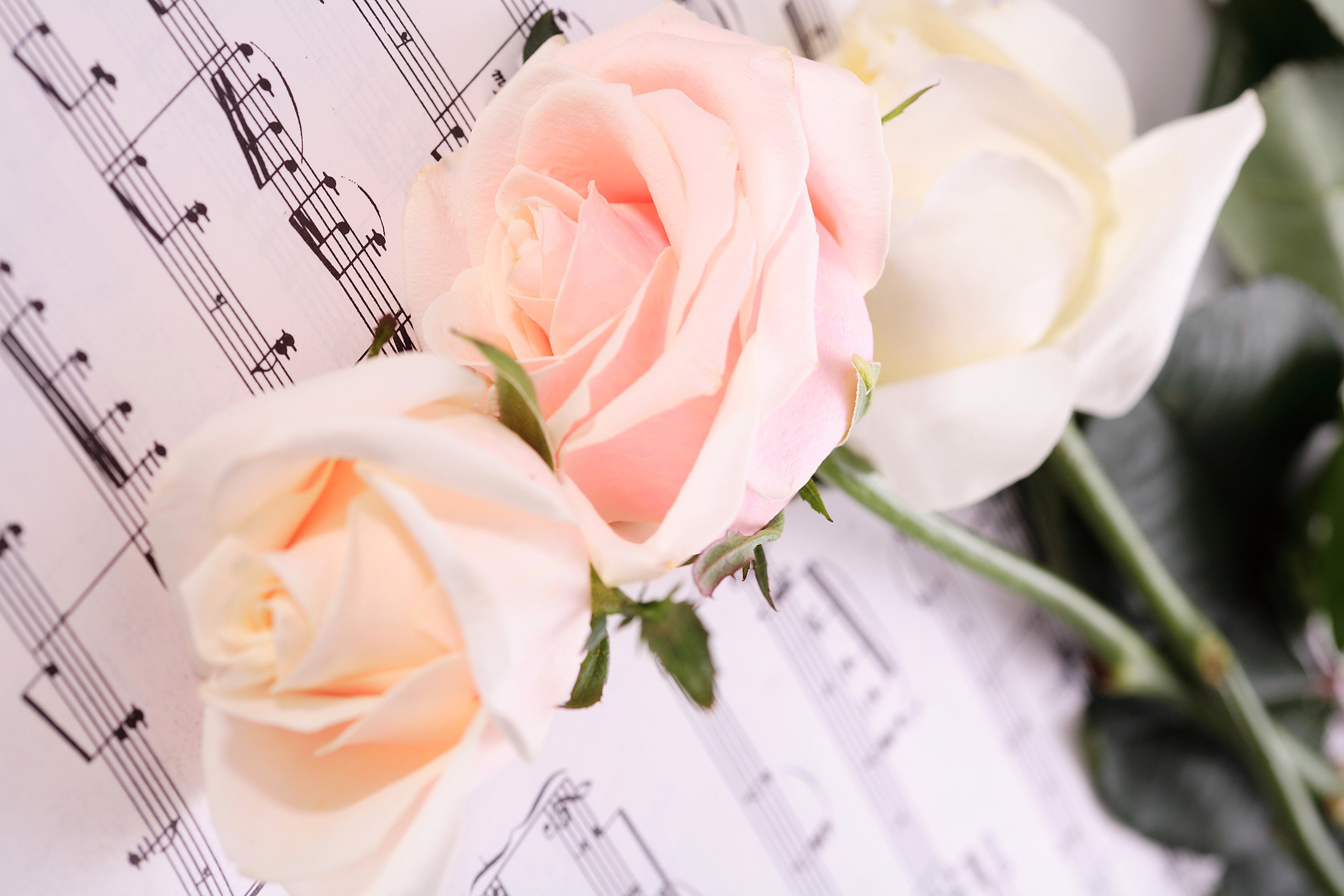 Нежные цветочки песня. Ноты и цветы. Цветы на рояле. Цветы на пианино. Розы и Ноты.