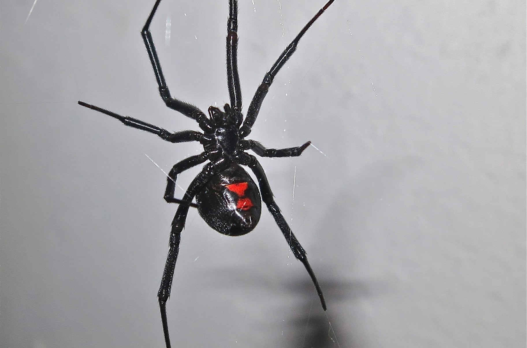 Приснились большие черные пауки