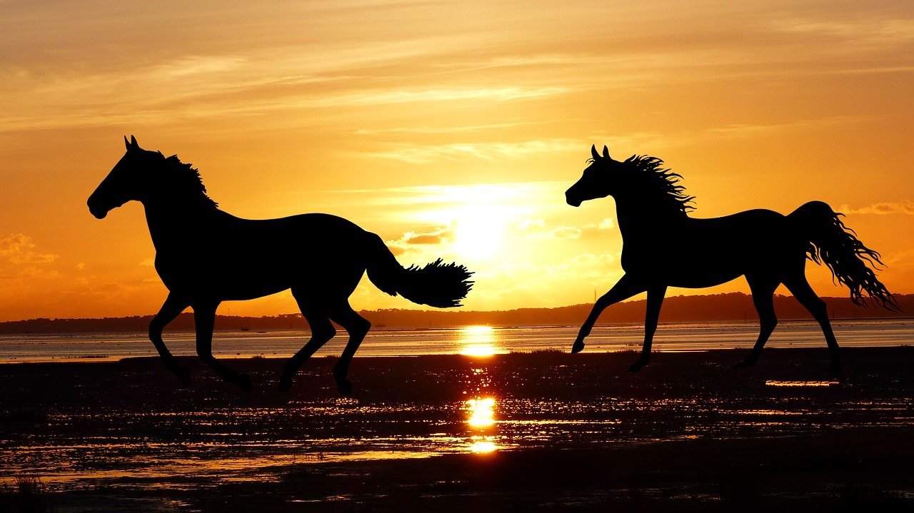 лошадь на закате у моря