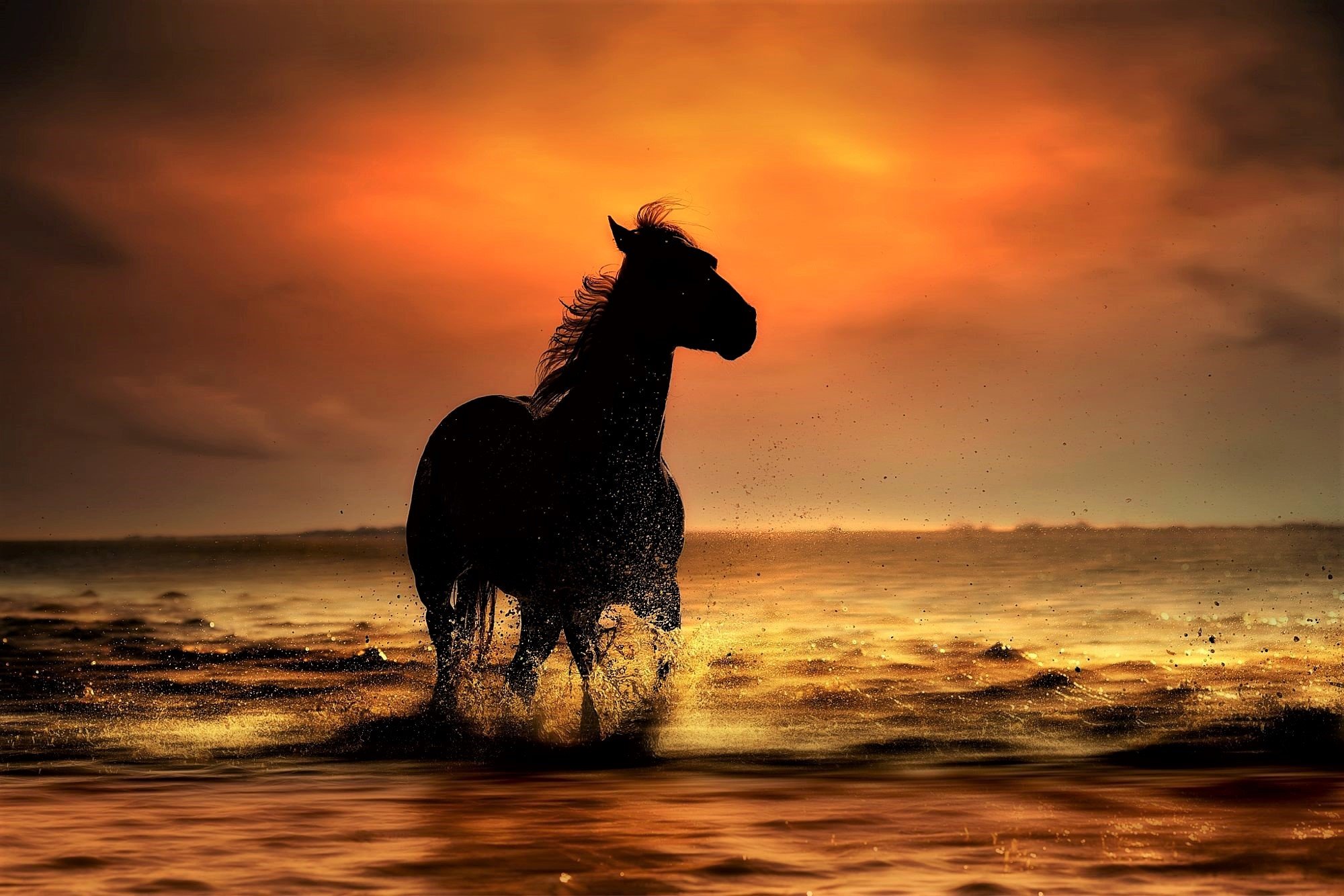 Лошади в море на закате