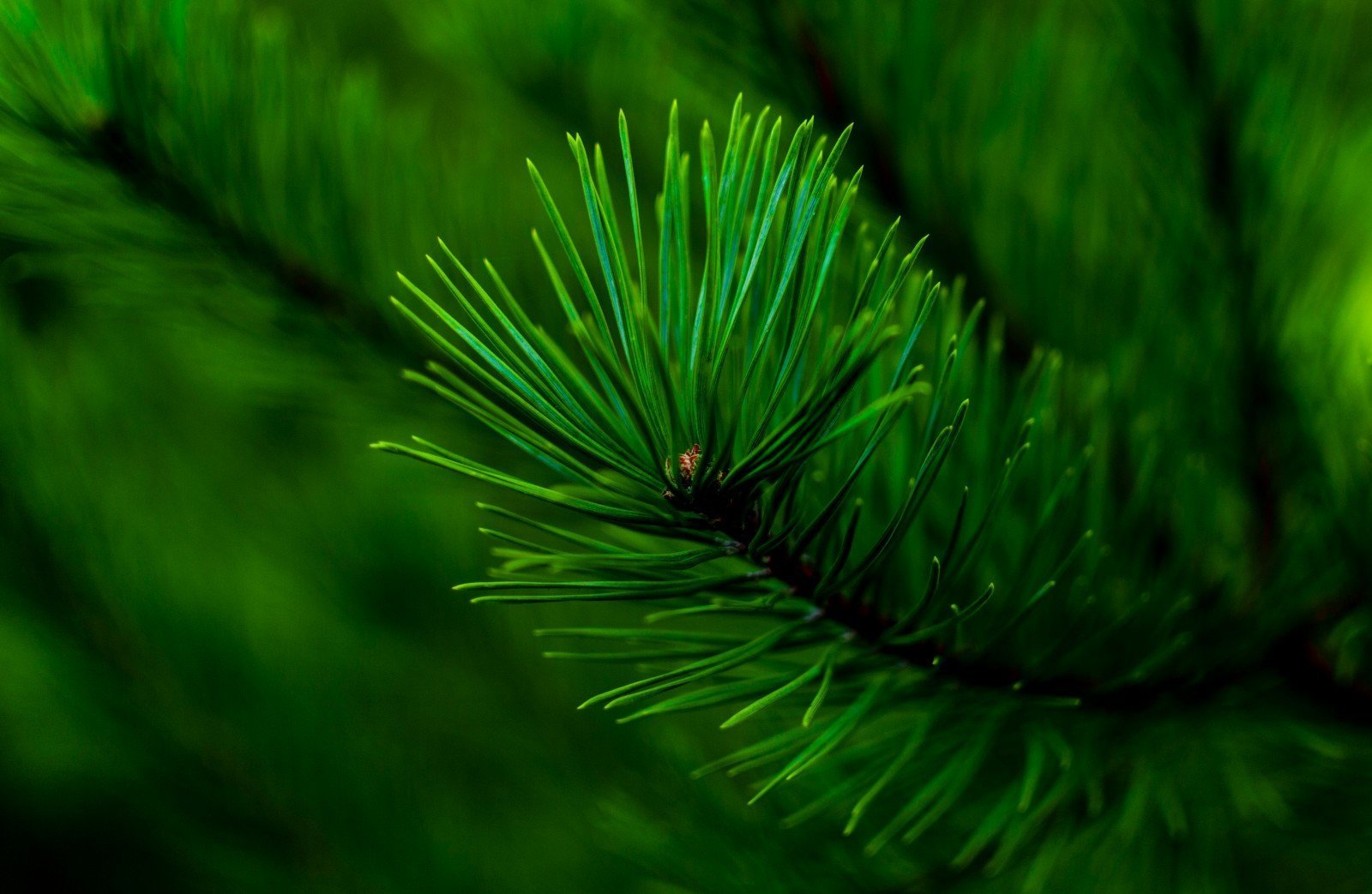 Хвойный фон. Еловая, Пихтовая, Сосновая лапы. Pinus елка пихта зелено/голубая 2.7. Ель хвоинки. Хвоя кедра.