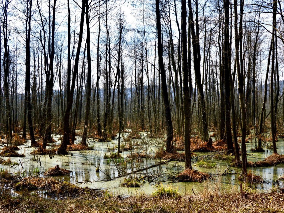 Раньше было болото. Ирдынское болото. Чаруса болото. Тимирязевское болото. Заболоченный лес.