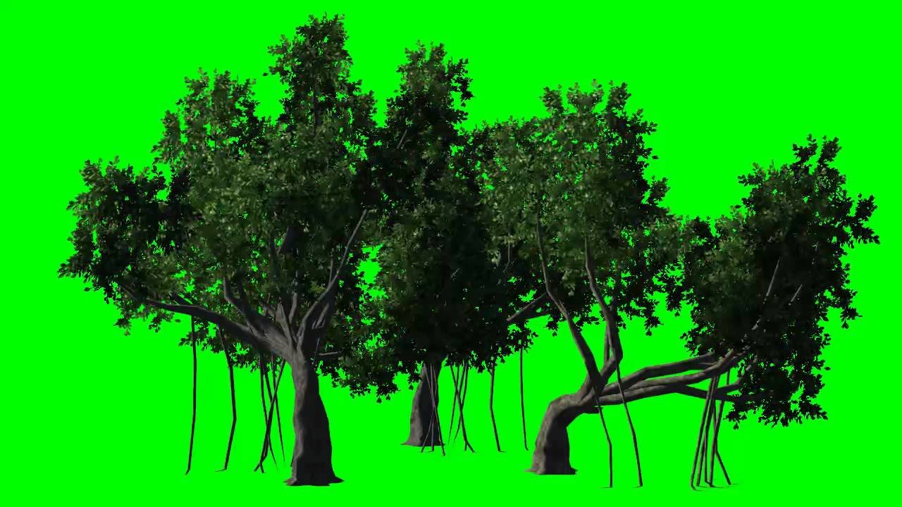 Лес на зеленом фоне хромакей
