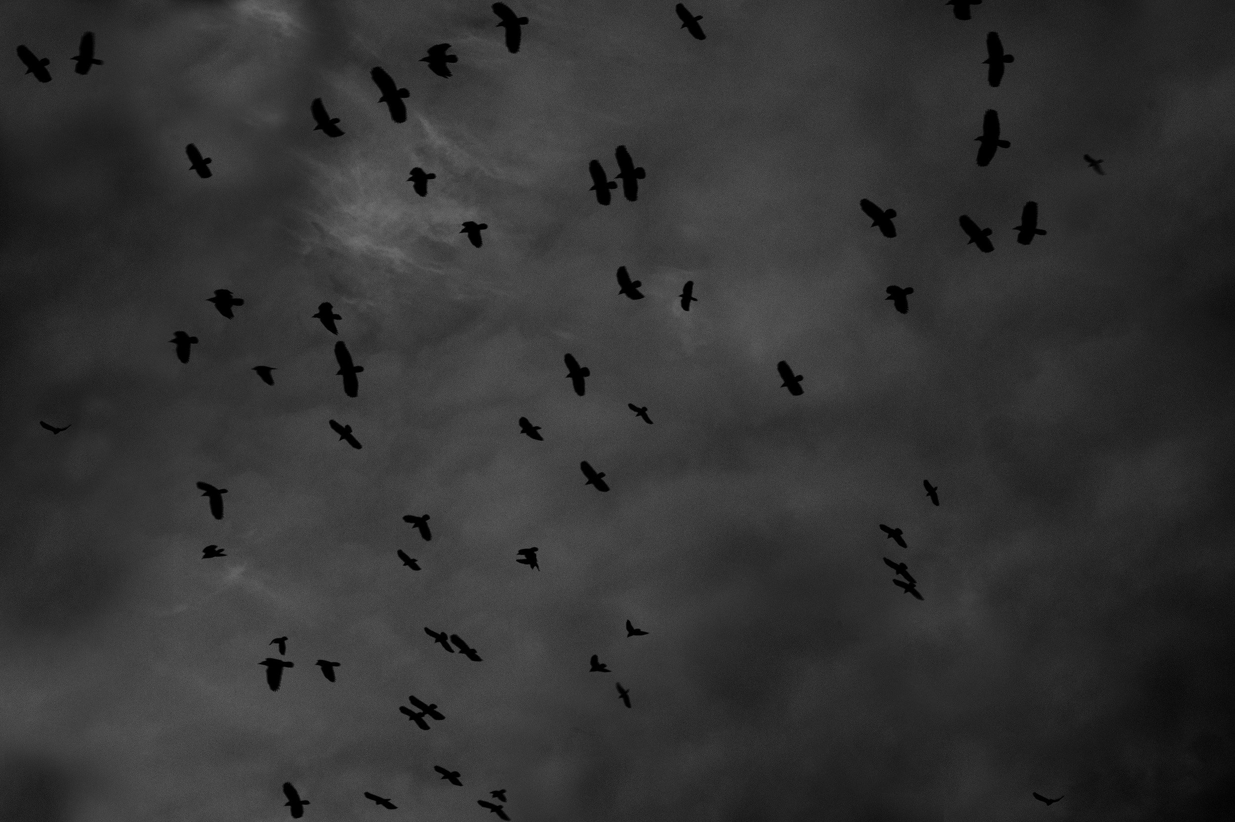 Стая ворон. Стая Воронов. Вороны в небе. Мрачные птицы. Темное небо с птицами.
