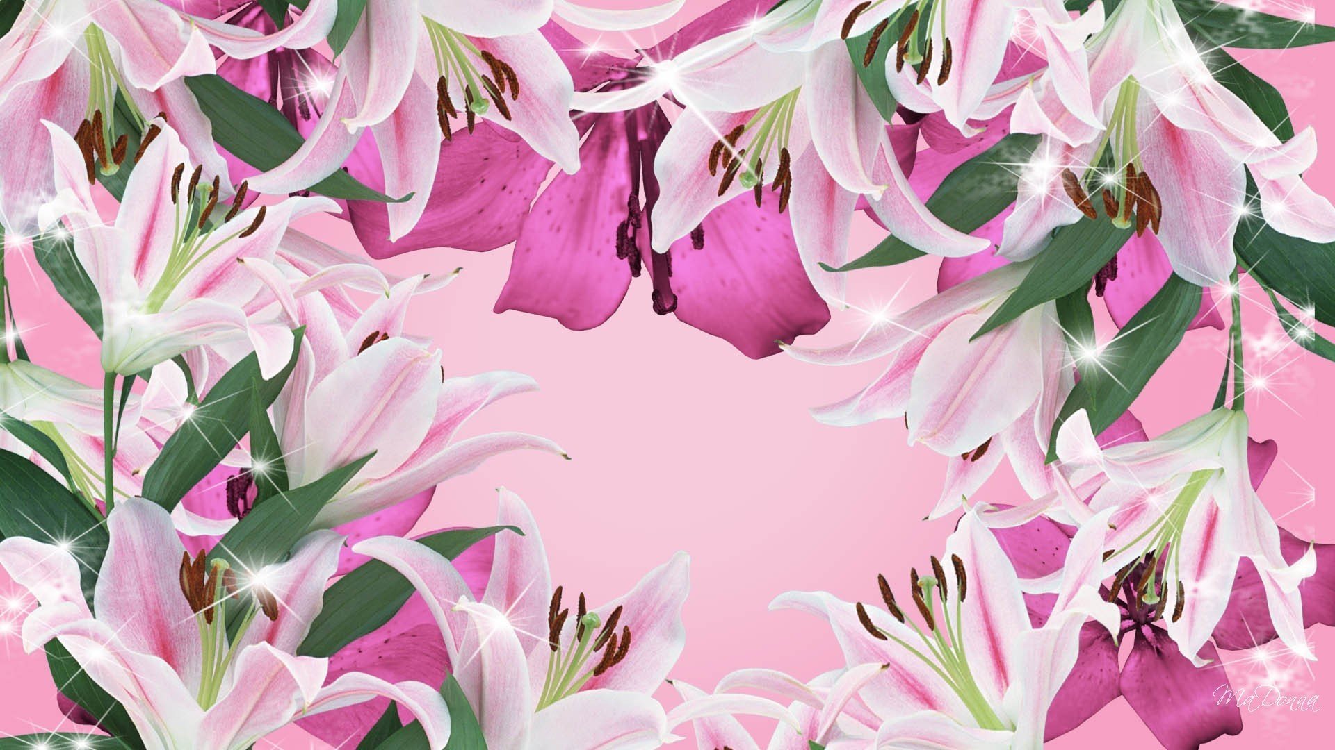 Открытка с цветами лилии. Лилия кустовая розовая. Peter Schenk Лилия. Лилии фон. Красивые цветы лилии.