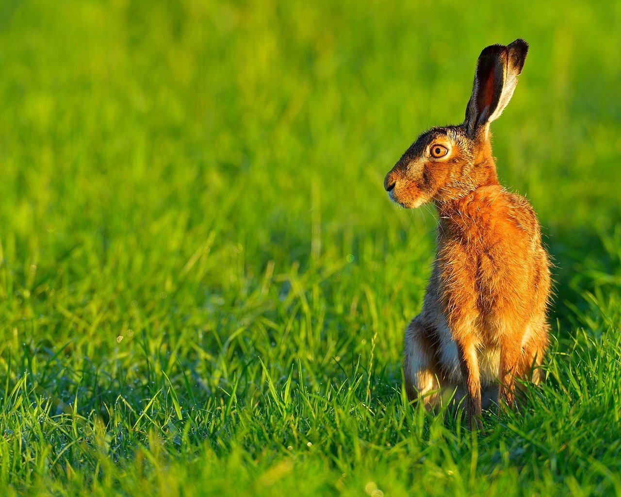 Заяц в траве. Казах-Очы животное заяц. Мире животных зайцы