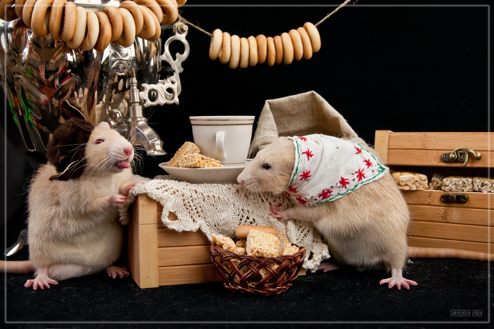 Картинки крысы смешные. Фотосессия с крысами. Забавные крысы. Милые мышки. Крыски декоративные.