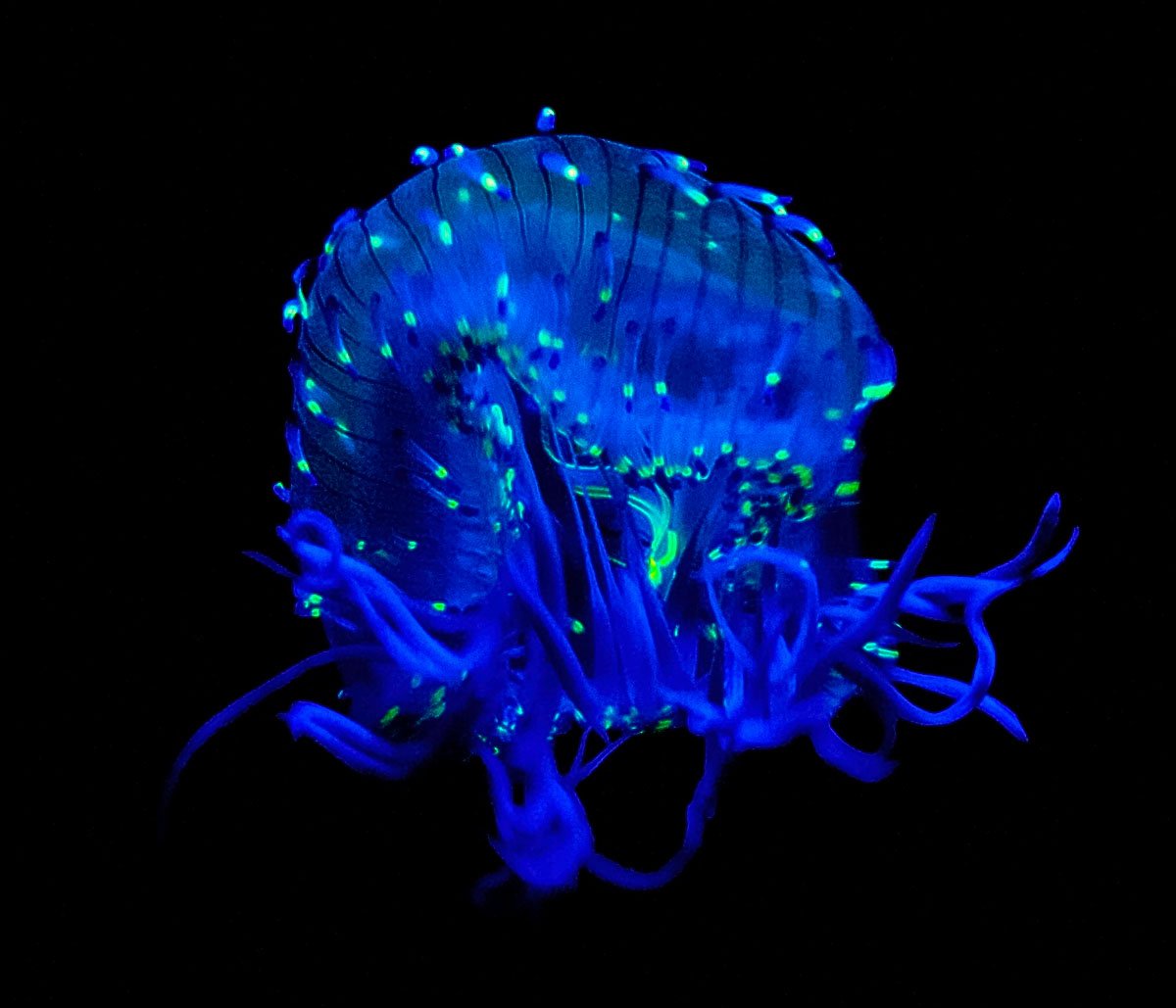 Фосфорический Олиндиас медуза