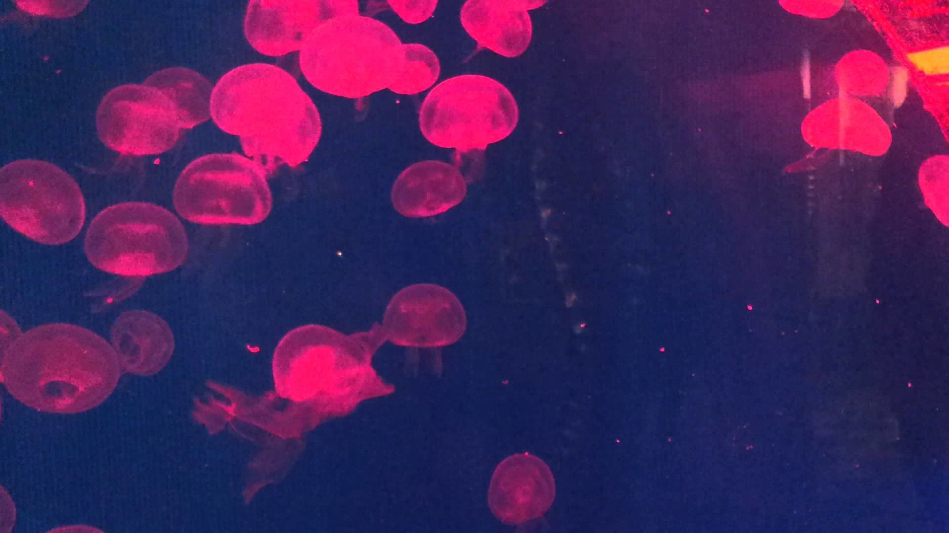Медузы Эстетика