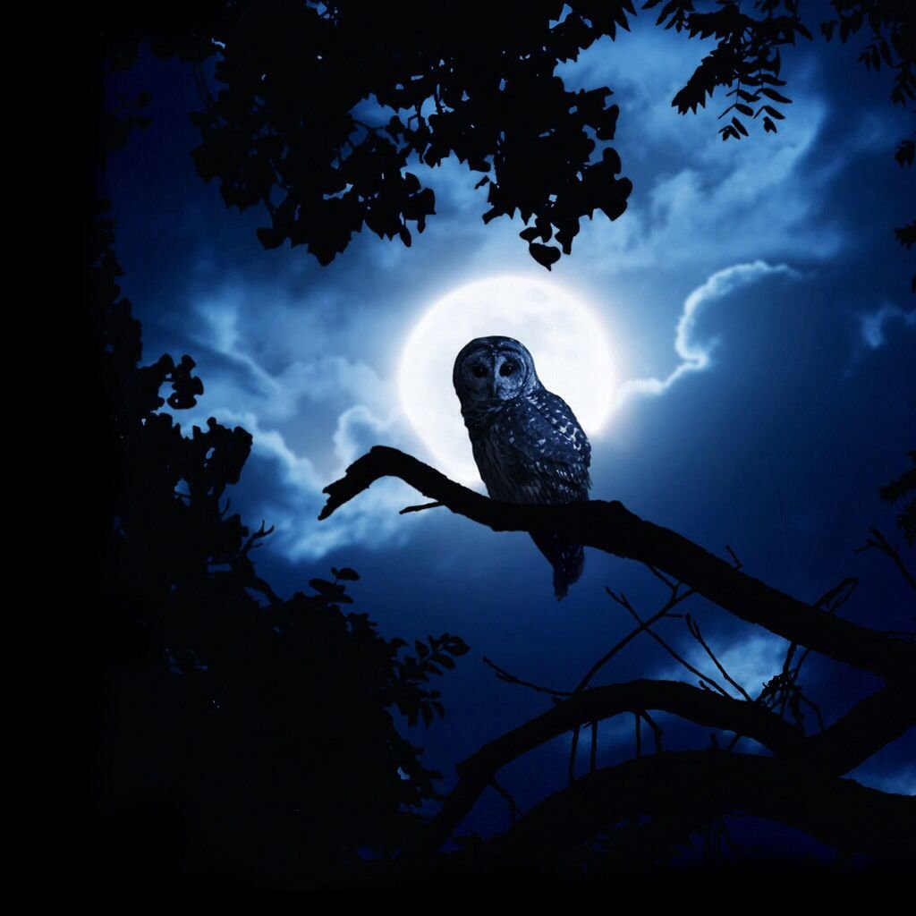 ночная птица фото