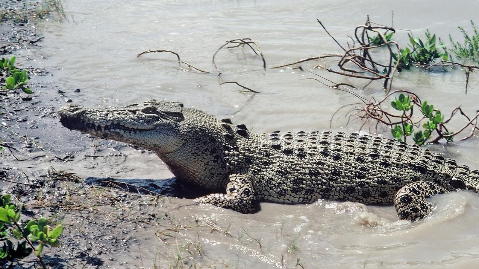 Гребнистый крокодил среда обитания