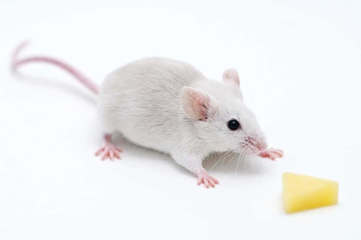 Чисто мышь. Мышь. Лабораторные мыши. Красивые лабораторной мыши. Декоративные мыши.
