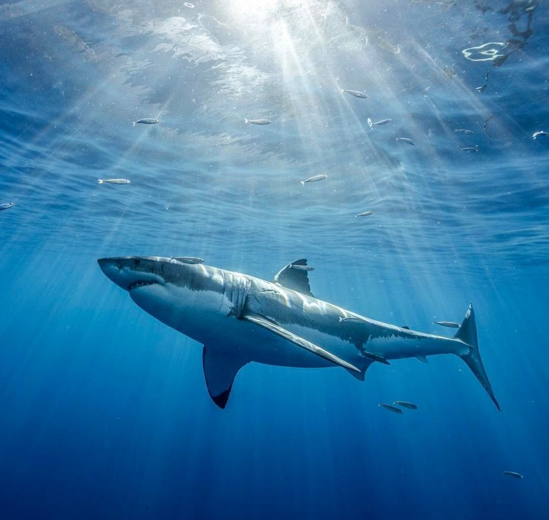 Акулы Атлантического океана. Бьюти акула. Лучшие фото 2020 акула. К чему снятся акулы в воде женщине