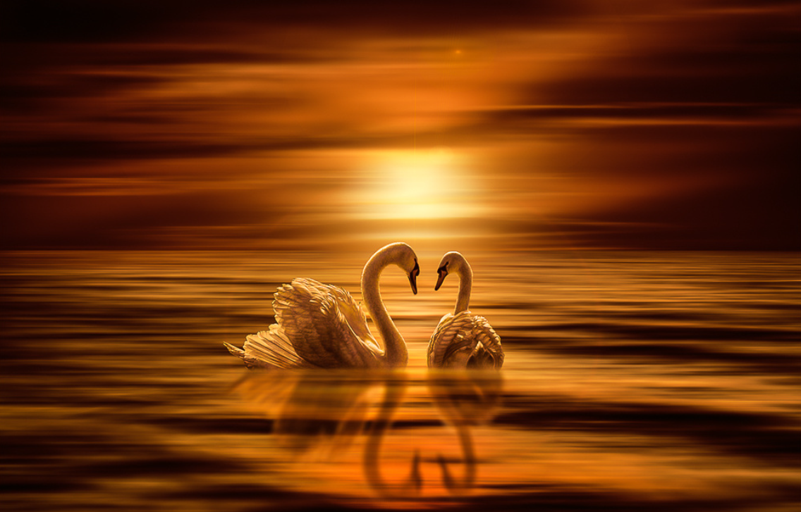 Красивые лебеди. Любовь и лебеди. Лебеди сердце. Два лебедя на закате. Счастье и верность
