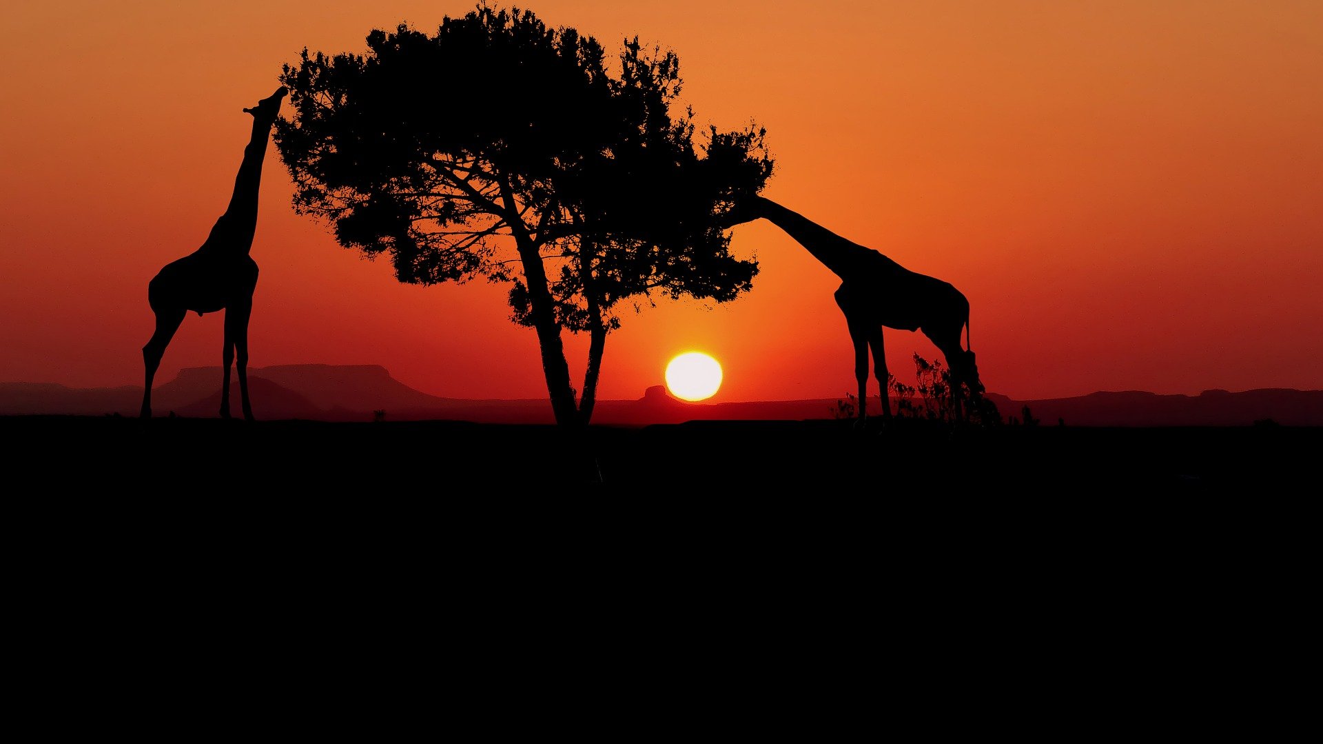 Африка Жирафы закат