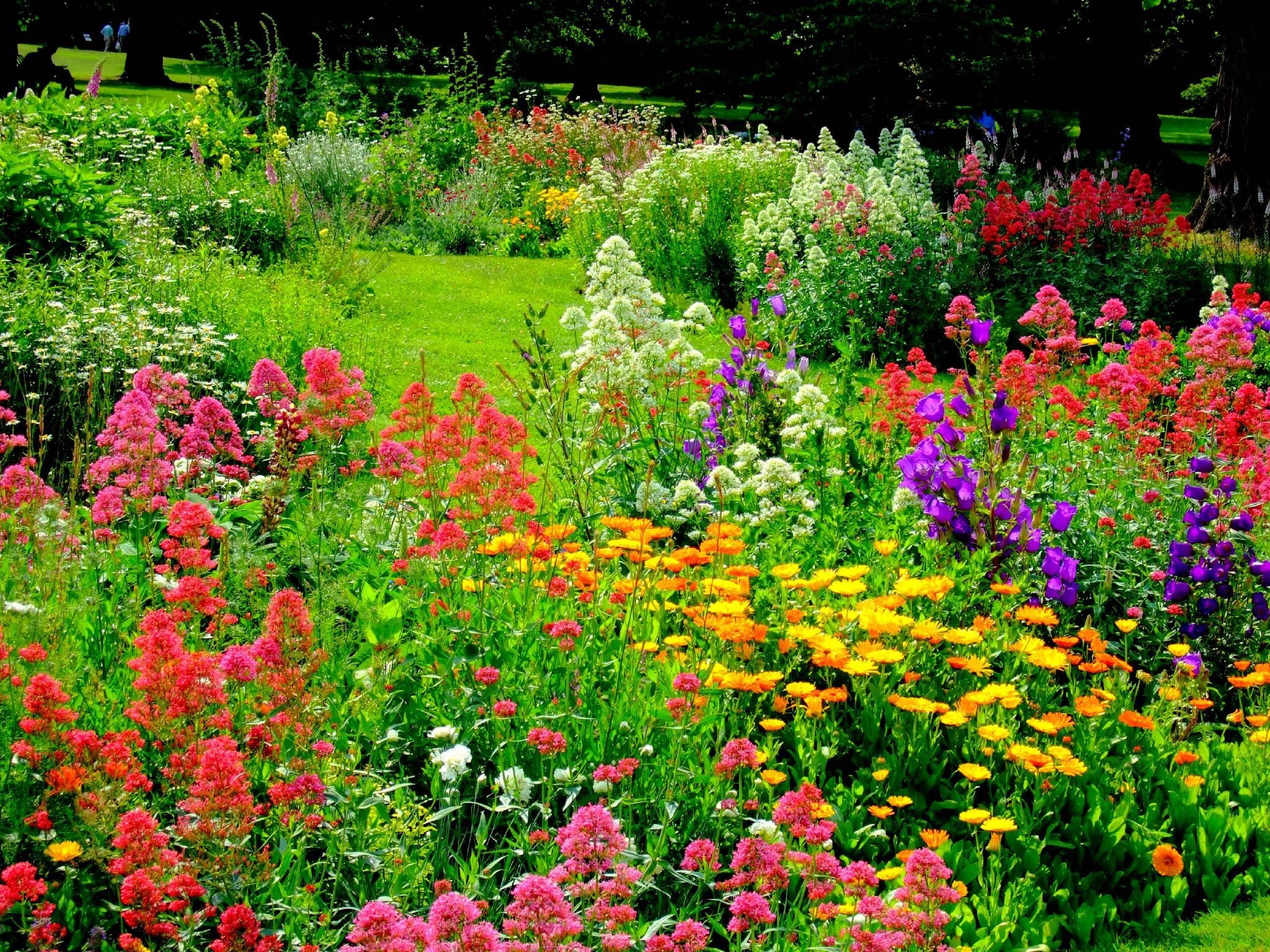 Огородные растения названия. Цветы в саду. Цветы для сада и огорода. Садовые цветы клумбы. Летние цветы для клумбы.