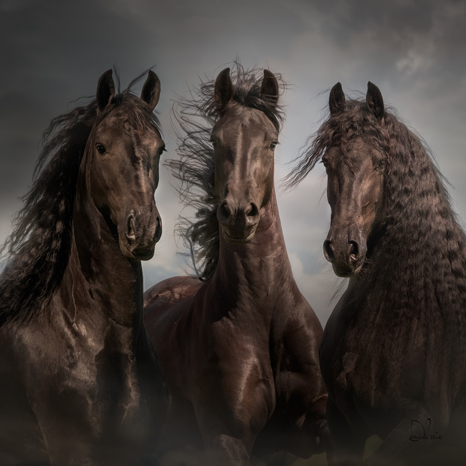 Красивые лошади. Красивый конь. Очень красивые лошади. Три лошади.