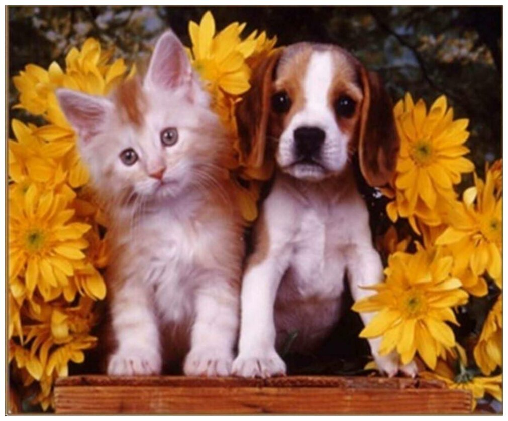Красивые щенки и котята