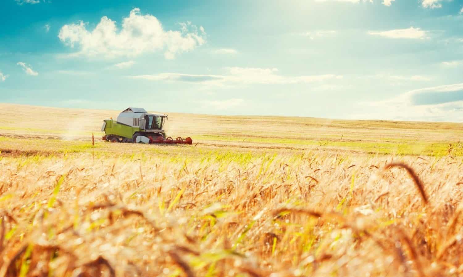 Поле пшеницы и трактор